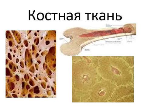 Костная структура панциря