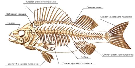 Костная структура рыбы