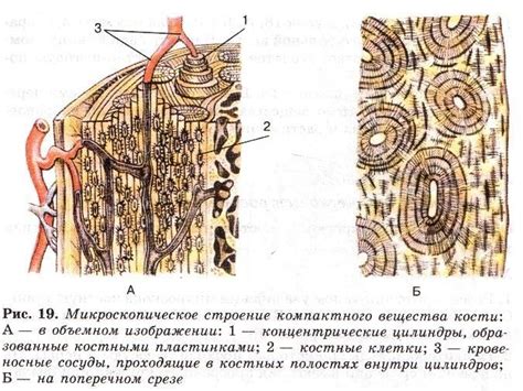 Костные структуры и их строение