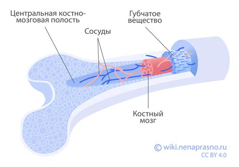 Костный мозг и болезни