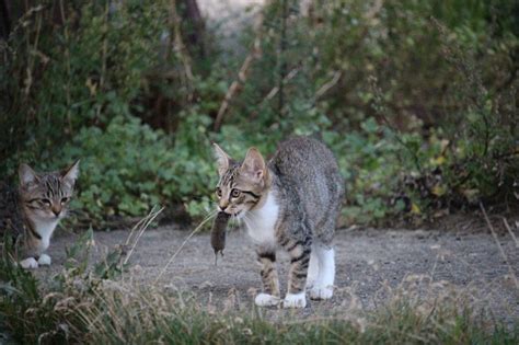 Коты предотвращают разрушения от мышей