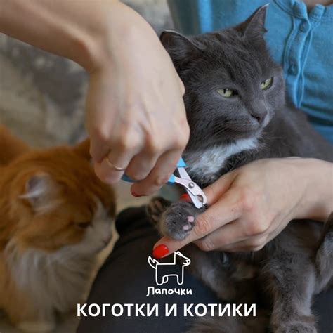 Коты стимулируют рост и обновление своих когтей