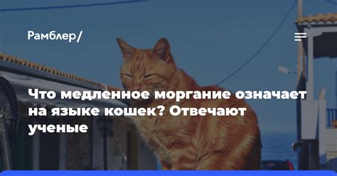 Кошачья коммуникация: Медленное моргание в контексте участия