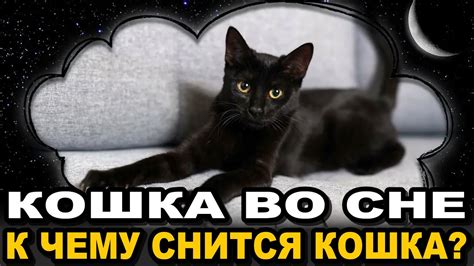 Кошка во сне: символический смысл