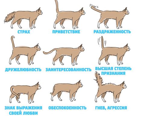 Кошка и охота: какие движения хвоста можно наблюдать во время охоты?