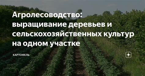 Кратковременное выращивание нематодоустойчивых сельскохозяйственных культур