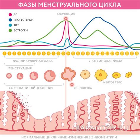 Краткое описание цикла у женщин