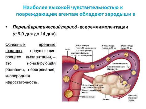 Критический период развития