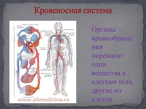 Кровеносная система: структура и функционирование