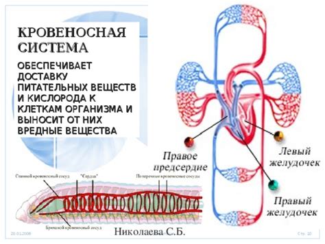 Кровеносная система и доставка питательных веществ