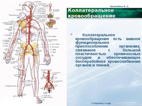 Кровообращение: важное понятие