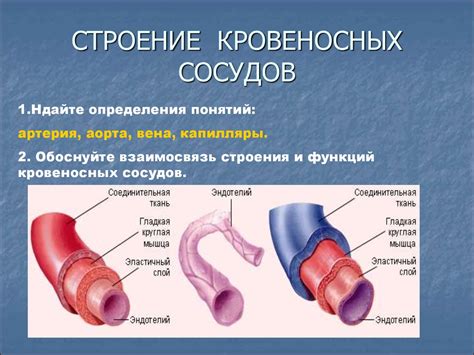 Кровообращение: неотъемлемая часть организма