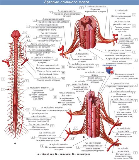 Кровоснабжение спинного мозга через позвоночные артерии