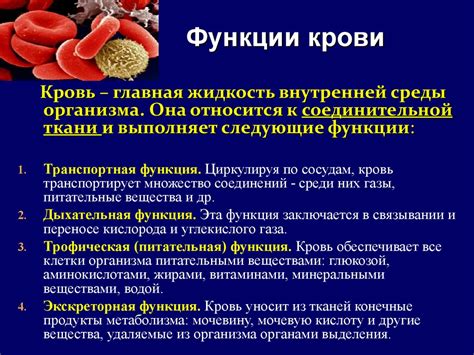 Кровь: состав и функции