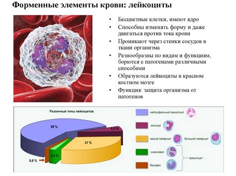 Кровь и ее значение