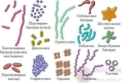 Кровь как источник бактерий и инфекций