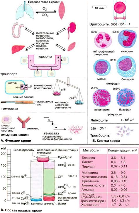 Кровяные клетки: разнообразие и роль в организме
