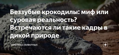 Крокодилы-суфисты: миф или реальность?