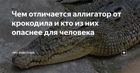 Крокодил в сновидении: предостережение или символическое сообщение?