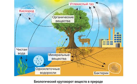 Круговорот веществ в экосистемах