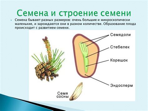 Крупные плоды и маленькие семена: разнообразие размеров в плодовой семье