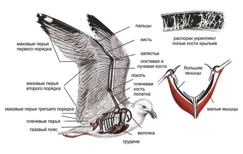 Крыло птицы в разных культурах