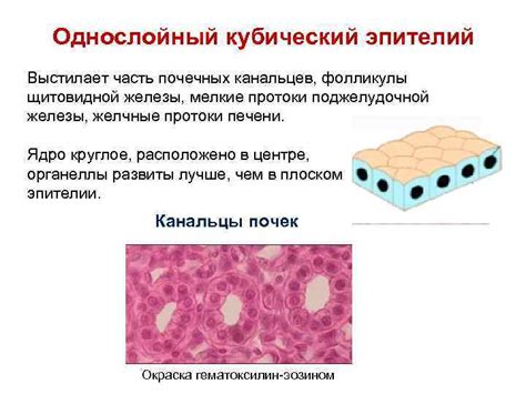 Кубический эпителий: важное звено организма