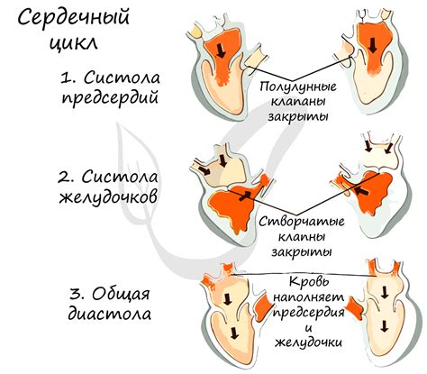 Кувырок сердца в состоянии покоя: