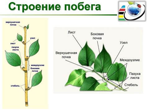 Культурные особенности и значение сновидения о побеге от гигантского зверя