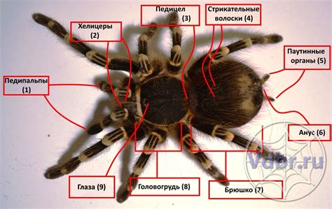 Культурные связи с миром пауков