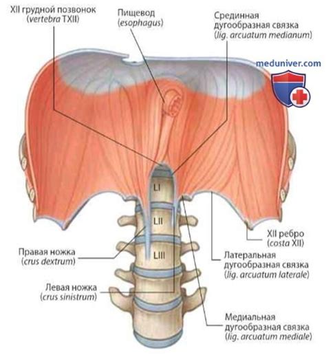 Купола диафрагмы и их роль в фотографии