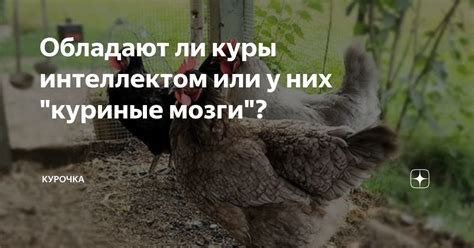 Куриные мозги как фразеологизм