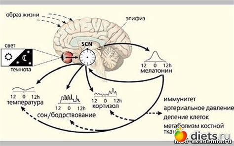 К чему может привести появление ярких карминовых яблок в сновидении