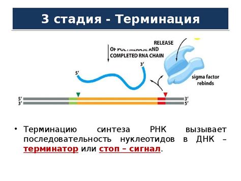 Лабильная РНК: вызывает генетическую нестабильность