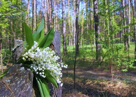 Ландыши в сновидении: отражение волнующих чувств и романтического волнения