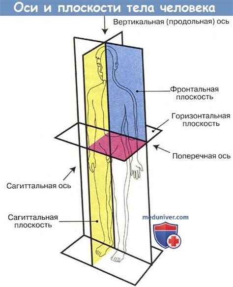 Латеральное расположение: что это такое и какое значение оно имеет?