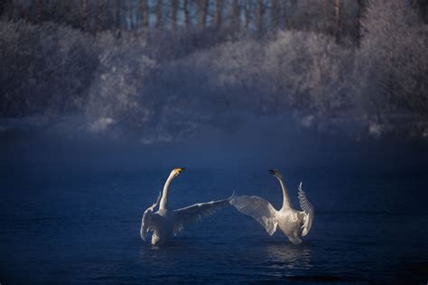 Лебеди на водной глади: скрытый смысл сновидений