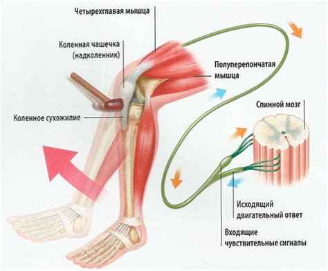 Левая и правая нога: основные понятия