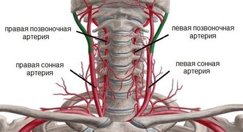 Левая позвоночная артерия: причины и последствия