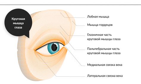 Левый глаз меньше правого: причины и значение этого явления