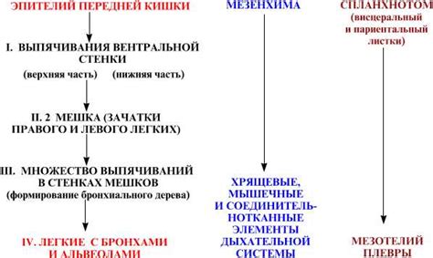 Легочная ткань: основные черты и функции