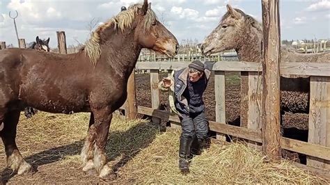 Леди с дилижанса пони: легче, чем кажется!