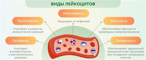 Лейкоцитарная реакция: расшифровка и значение