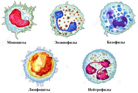 Лейкоциты: основная информация