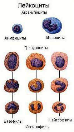 Лейкоциты и их роль в борьбе с вирусами и бактериями