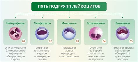 Лейкоциты и их роль в обеспечении защиты организма