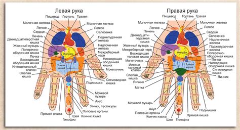 Лечебные свойства мягкой ладони