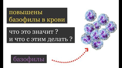 Лечение высокого уровня базофилов