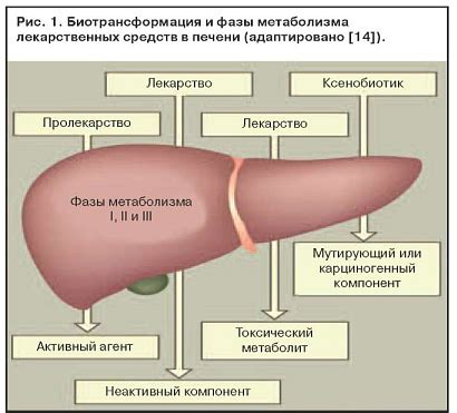 Лечение гиподенсного участка в печени