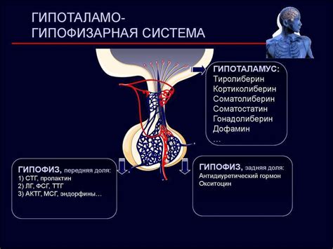 Лечение гипоталамо-гипофизарной дисфункции: